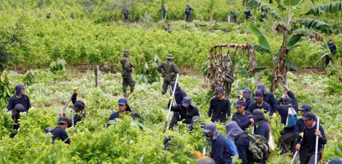 Trump Administration Rebukes Colombia Over Drug Fight