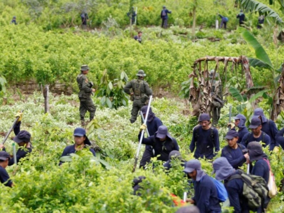 Trump Administration Rebukes Colombia Over Drug Fight
